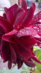 Regen in Dahlia tijd.