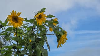 Zonnebloemen in vriendelijke bewolktelucht 