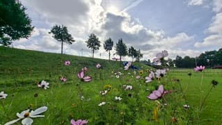 Zonnig en bewolkt boven deze gekleurde cosmeabloemen