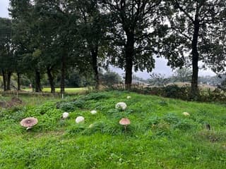 XL herfst paddestoelen 