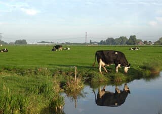 Spiegelbeeld