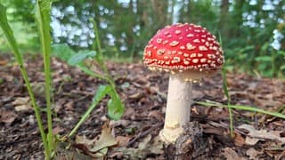 Dit is hét teken voor de herfst .. - Norg