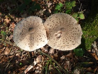 Herfst?