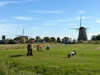 Blauw molens paarden 