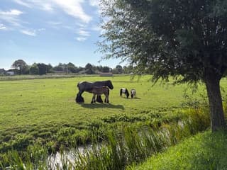 Dorstig veulen