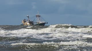Veel viskotters vissen dicht bij de kust