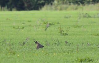 Lekker in het gras.