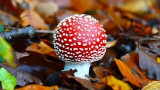 Herfst