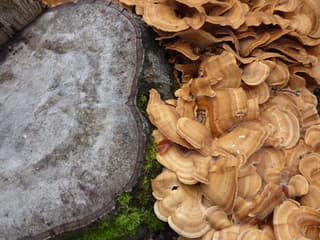 Herfst!