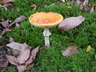 Herfst!