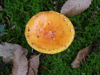 Herfst!