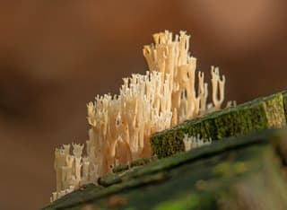Herfst
