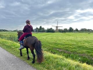 Grijs en licht paardrijden polder