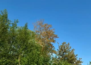 Contrastrijk plaatje. 