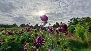 Zon probeert door de bewolking heen te prikken boven deze roze en paars gekleurde Dahlia bloemen