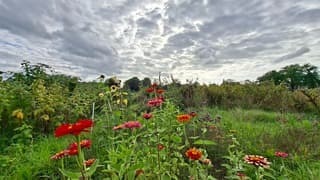 Mooi gekleurde bloemen (Zinnia's) onder bewolking met de zon die er soms door heen komt