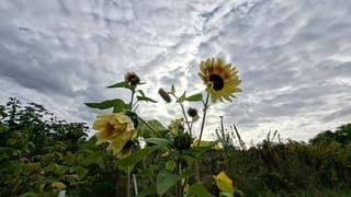 De zon probeert door het wolkendek heen te komen boven deze variant van een normale zonnebloem