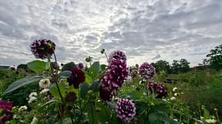 Roze en paarse Dahlia's onder een bewolkte lucht met de zon die het probeert er door heen te komen
