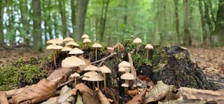 Mooie kleine paddenstoelen op een boomstronk in het bos