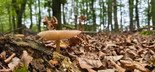 Paddenstoel tussen de afgevallen herfstbladeren in het bos