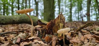 Twee kleine paddenstoelen tussen de herfstbladeren