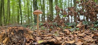 Lange kleine paddenstoel tussen de herfstbladeren in het bos