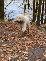 Boswandeling