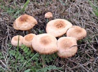Herfst