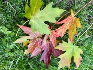 Herfstbladeren op het (weer) groene gras.