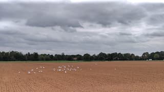 Meeuwen op de akker onder een bewolkte hemel