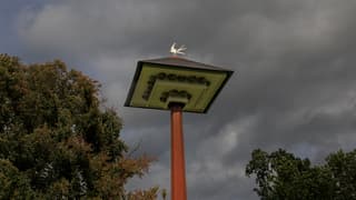 Vleermuizen overnachten