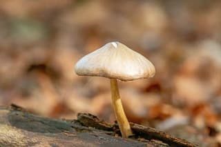 Herfst