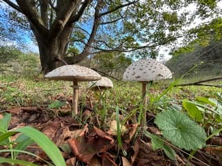 Parasol zwam