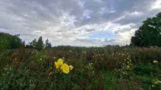 Felgele (teunis-)bloemen in de natuur onder bewolkte lucht