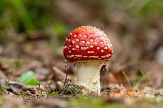 Herfst
