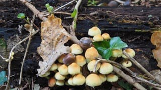 HERFST 