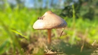 Zonnig paddenstoelenweer (zie omschrijving)
