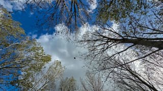 Kale takken in vriendelijke bewolktelucht en zon 