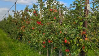Appelboomgaard hangt goed vol met grote mooie appels 