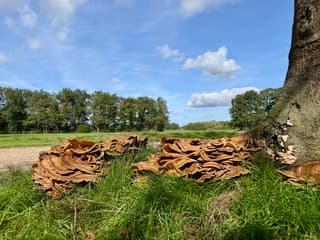 Zwammen.