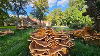 herfstplaatje 