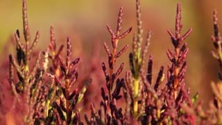 Zeekraal kleurt rood. 