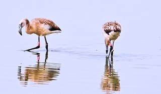 Even kijken naar de Jonge flamingo's.