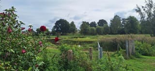 Bloeiende dahlia's 