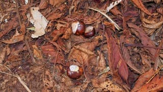 HERFST 