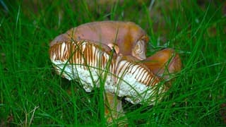 HERFST 