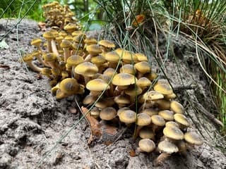 Herfst is coming 