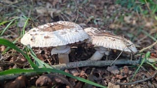 Hallo Herfst - Norg 