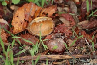 Herfst 