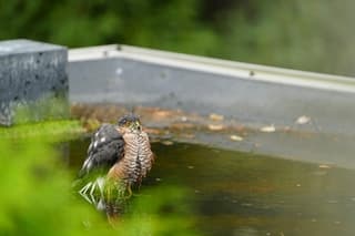 Badderende sperwer op het platte dak 